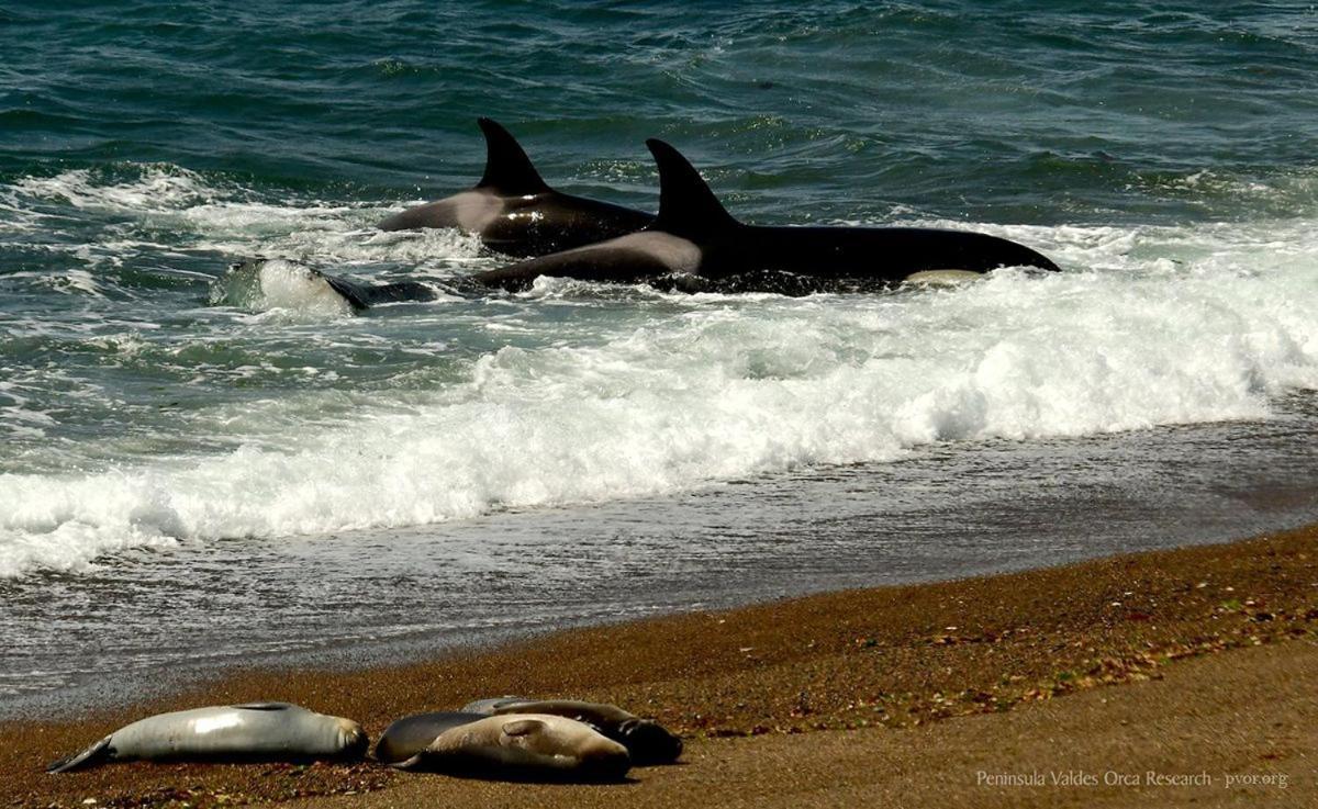La Elvira Natural Lodge Nature & Wildlife Experience In Peninsula Valdes Punta Delgada Exterior photo
